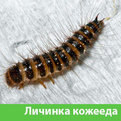 Личинка Кожееда в Рязани