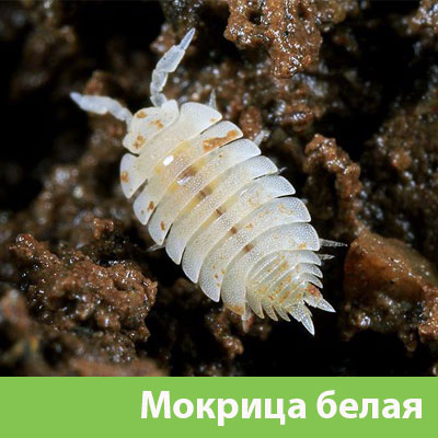 Мокрица в Рязани фото