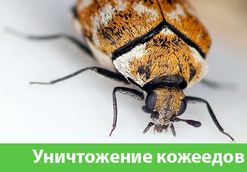 Обработка от кожееда в городе Рязань 
