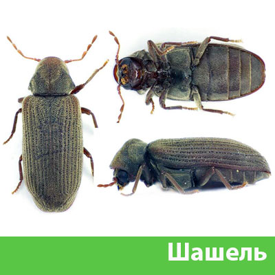 Обработка от шашеля в городе Рязань