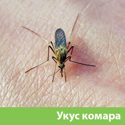 Укусы комаров в Рязани