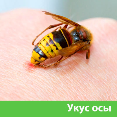 Профессиональное уничтожение ос и шершней в Рязани