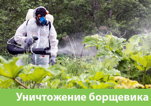Уничтожение Борщевика в городе Рязань