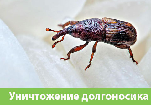 Уничтожение долгоносиков в городе Рязань