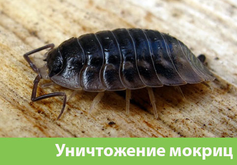Мокрицы в квартире в городе Рязань