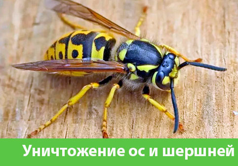 Уничтожение ос и шершней в городе Рязань